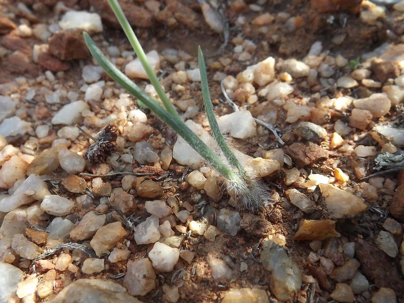 Albuca villosa photo 5