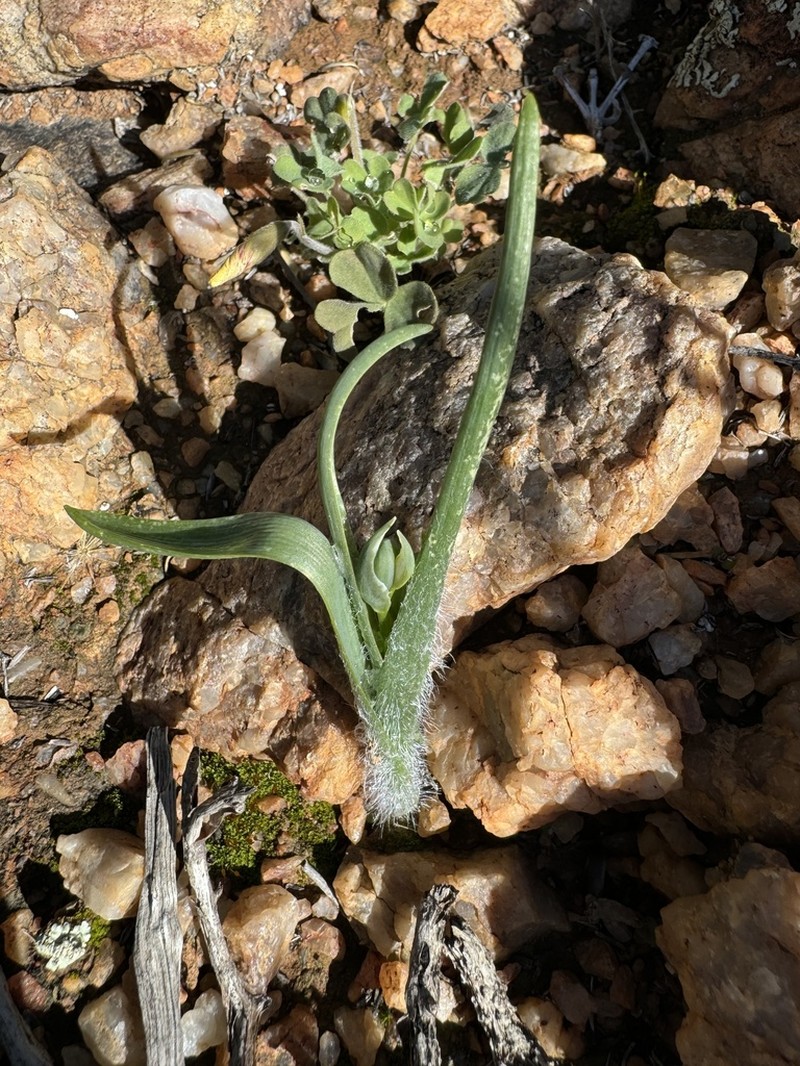 Albuca villosa photo 6