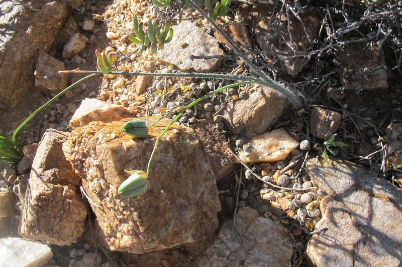 Albuca villosa photo 7