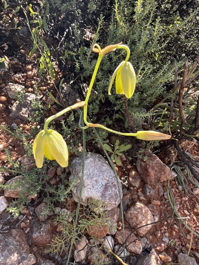 Albuca villosa photo 8