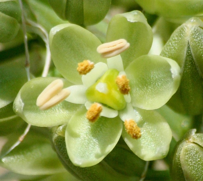 Albuca virens