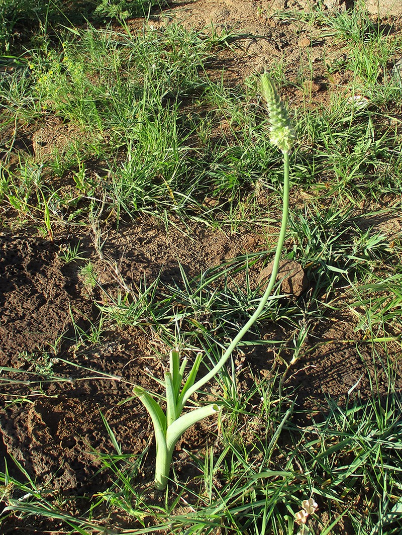 Albuca virens photo 2
