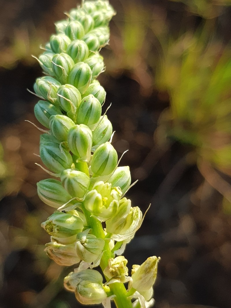 Albuca virens photo 3