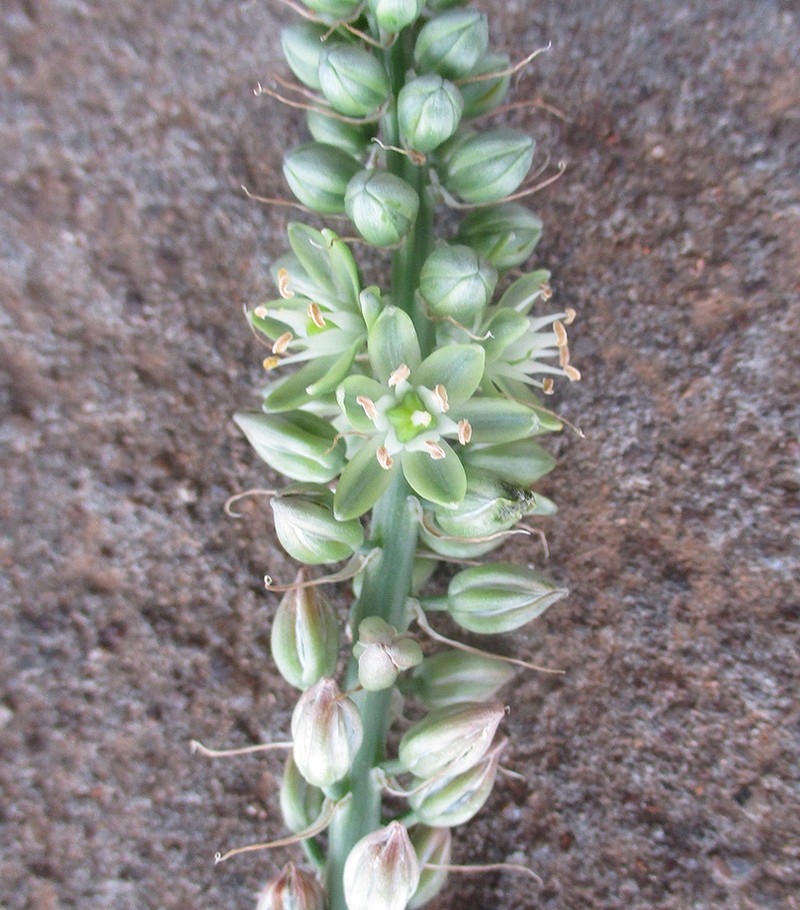 Albuca virens photo 4