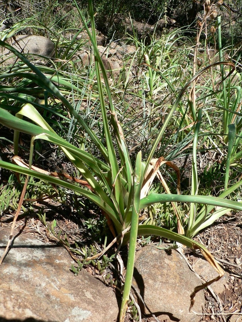 Albuca virens photo 5