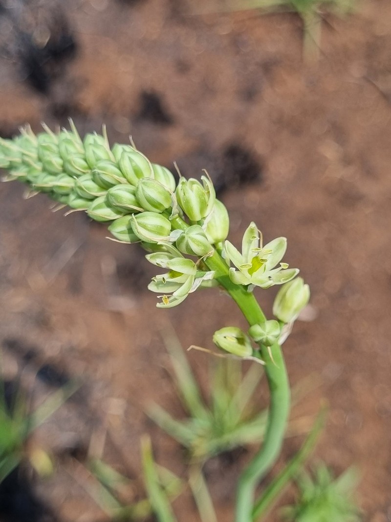 Albuca virens photo 6