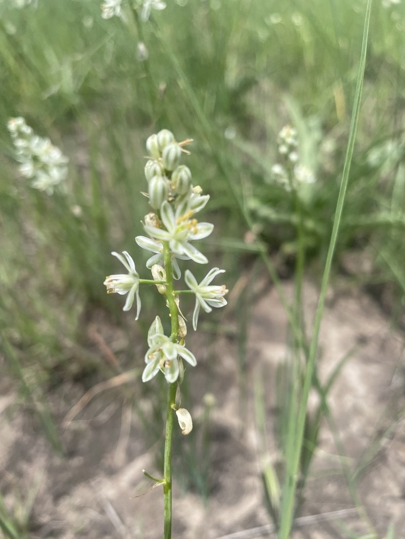 Albuca virens photo 7
