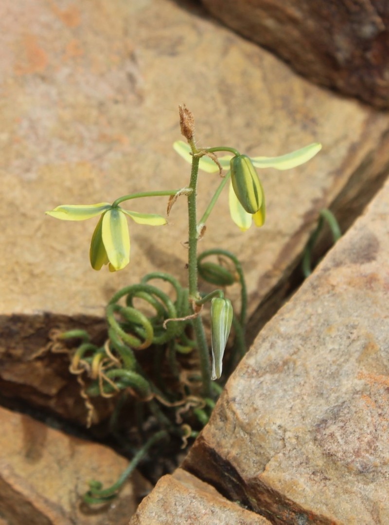 Albuca viscosa