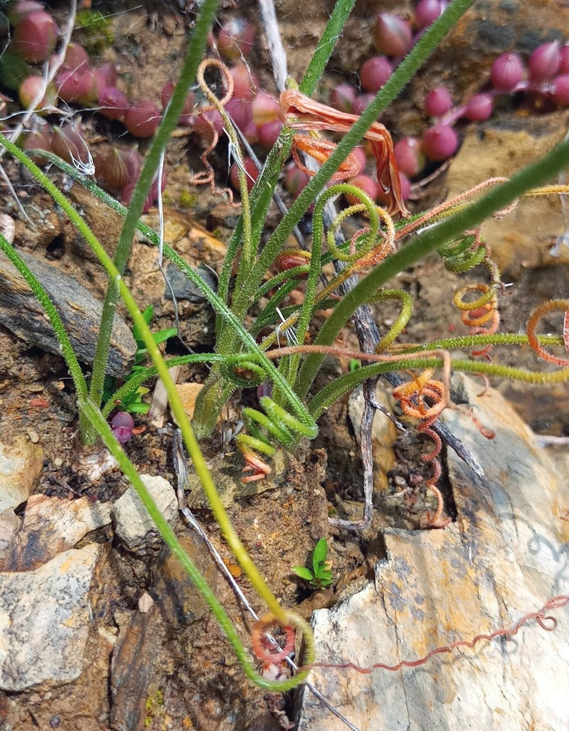 Albuca viscosa photo 2