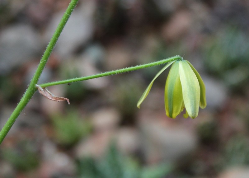 Albuca viscosa photo 3
