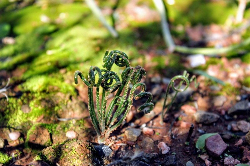 Albuca viscosa photo 4