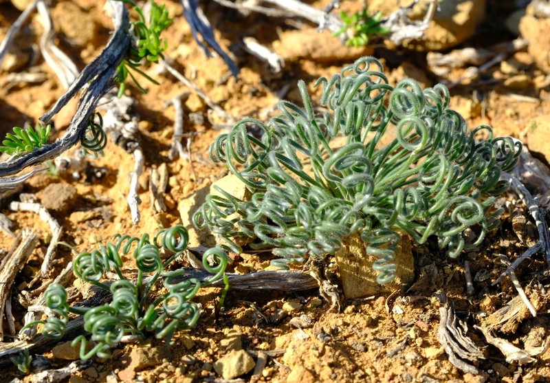 Albuca viscosa photo 5
