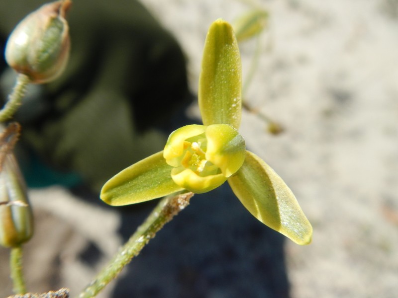 Albuca viscosa photo 6