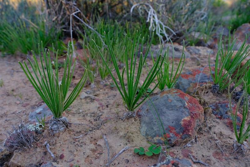 Albuca viscosa photo 7