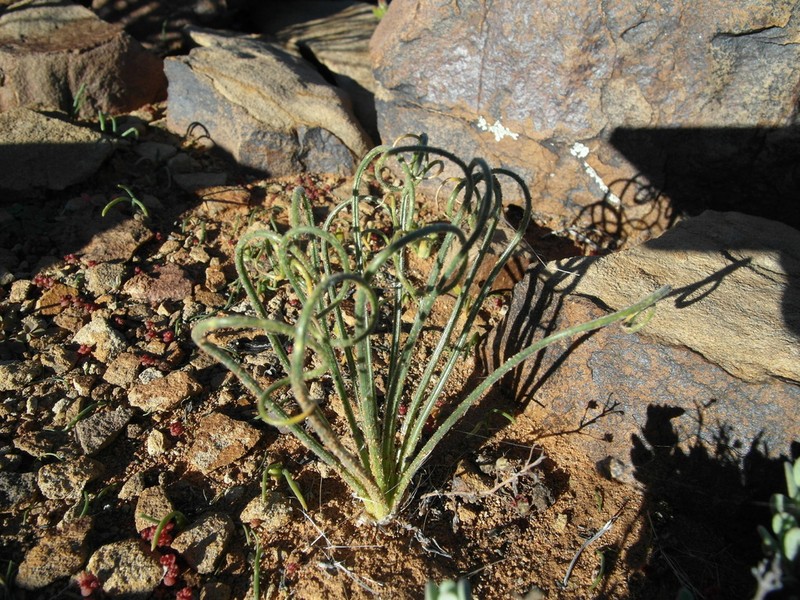 Albuca viscosa photo 8