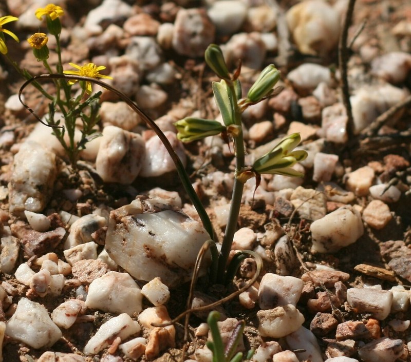 Albuca vittata