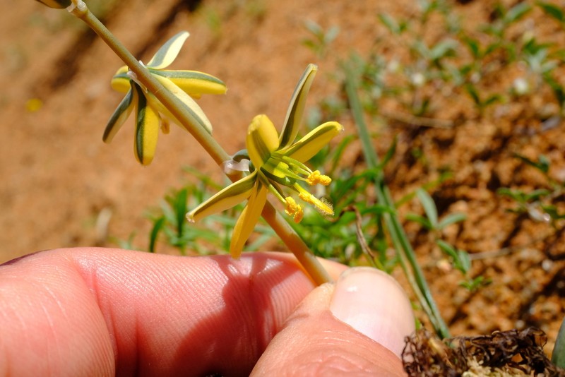 Albuca vittata photo 2