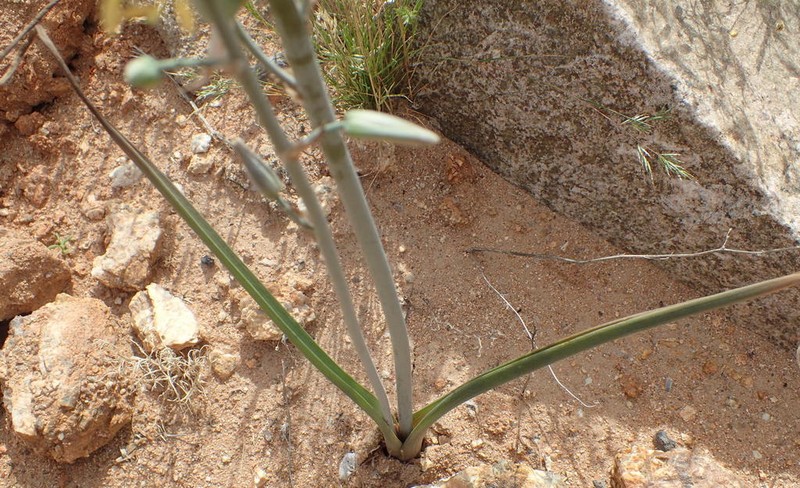 Albuca vittata photo 3