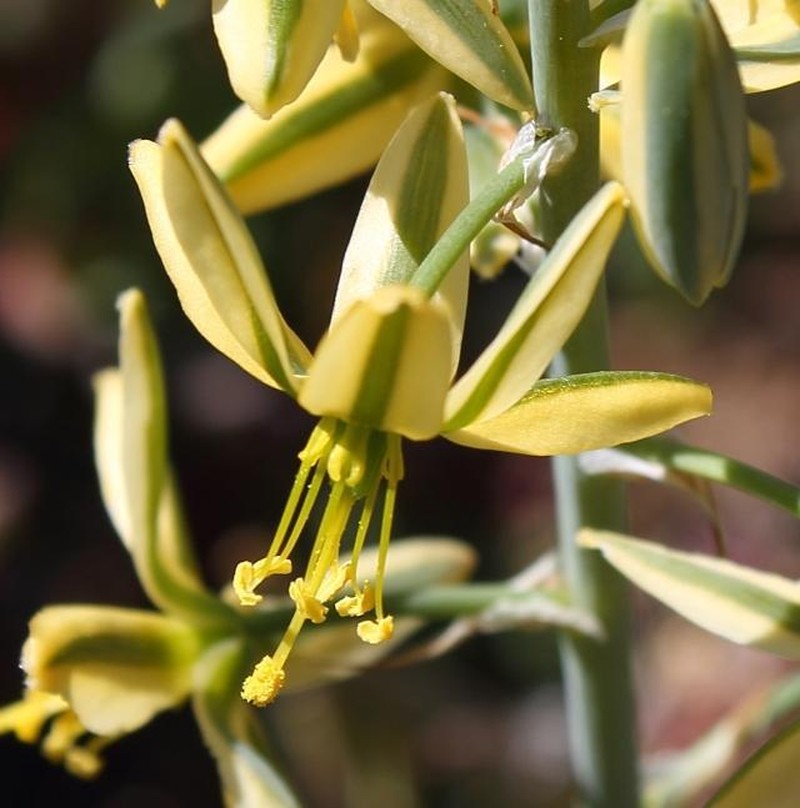 Albuca vittata photo 5