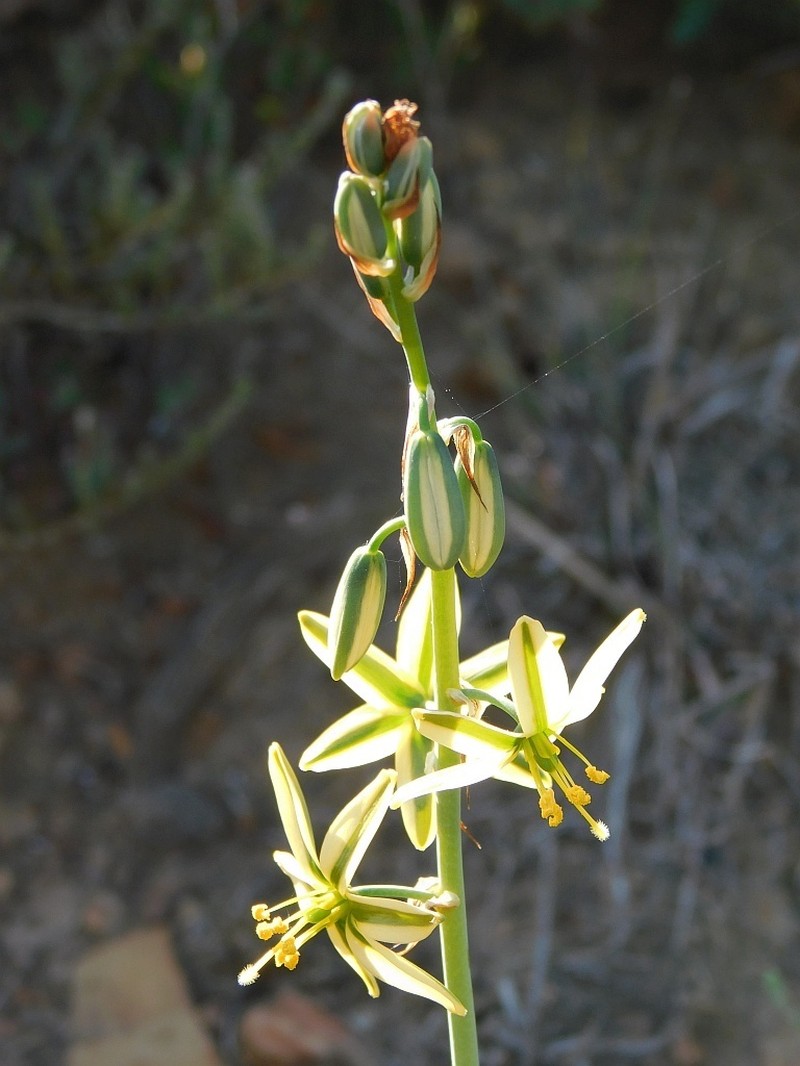 Albuca vittata photo 6