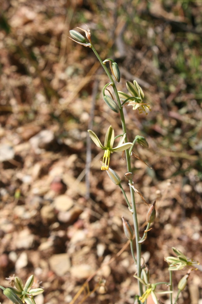Albuca vittata photo 7