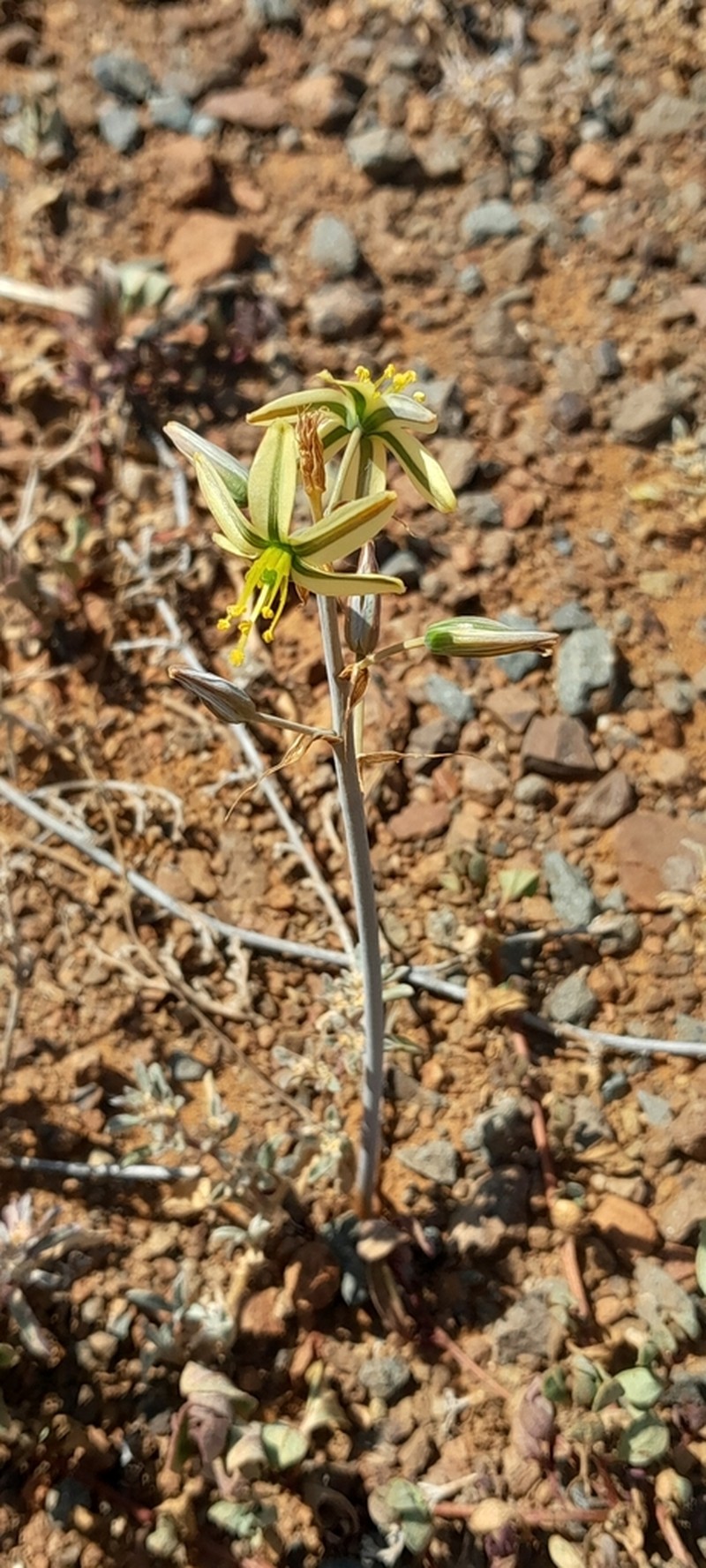 Albuca vittata photo 8