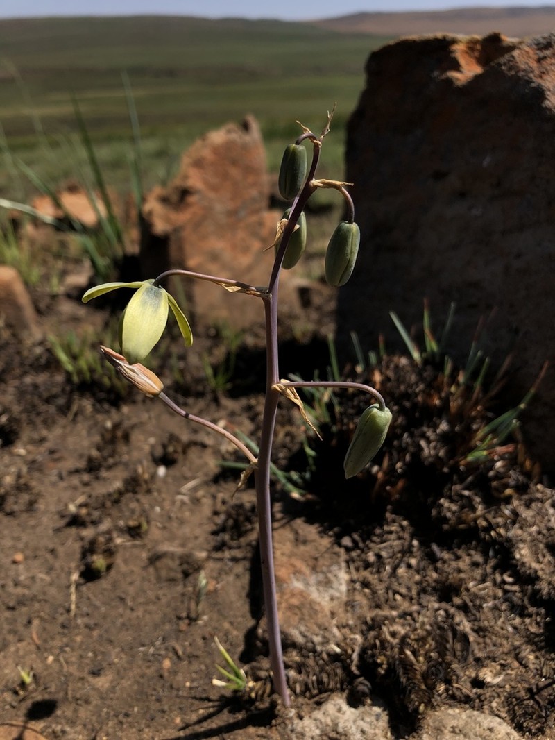 Albuca xanthocodon