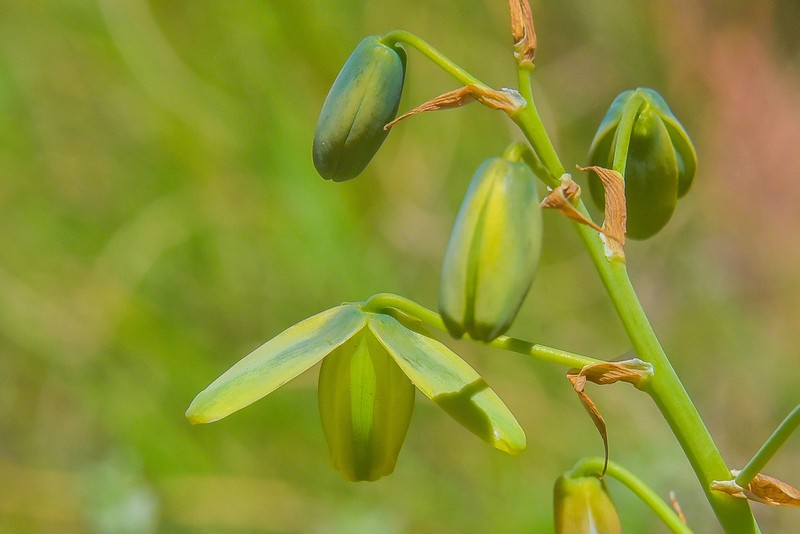 Albuca xanthocodon photo 2