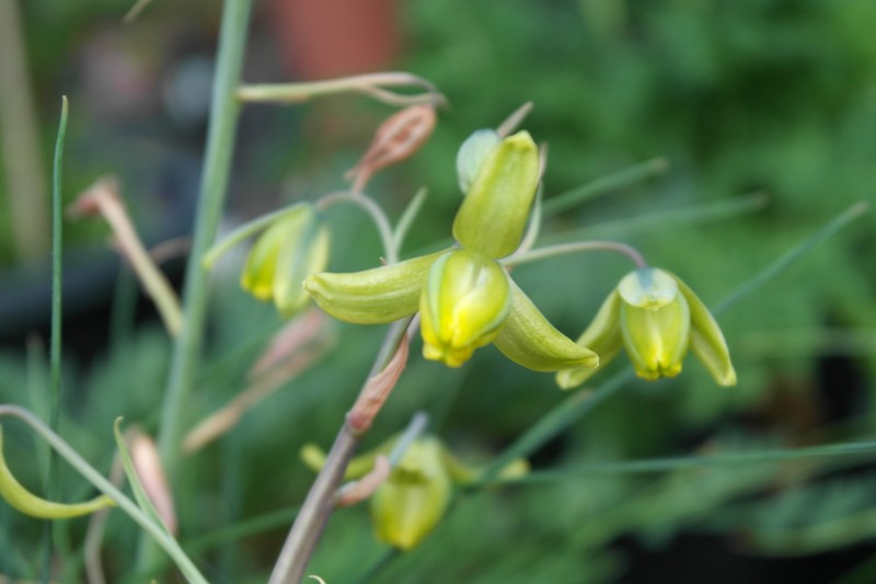 Albuca xanthocodon photo 3