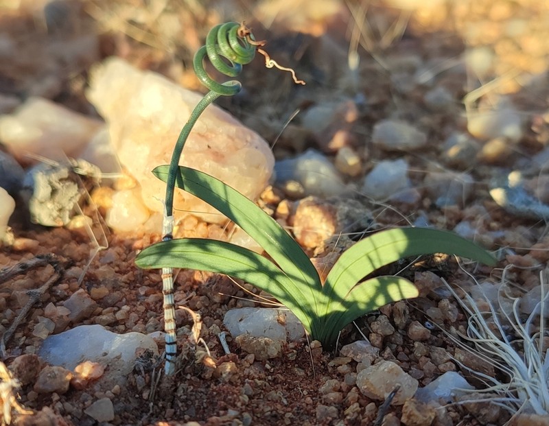 Albuca zebrina