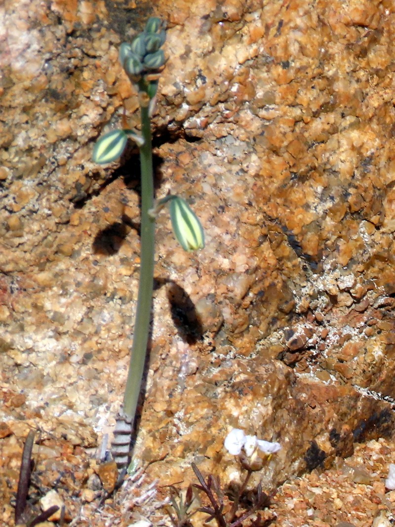 Albuca zebrina photo 4