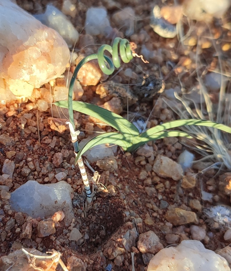 Albuca zebrina photo 5