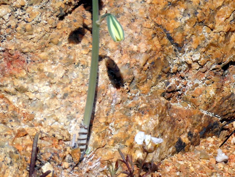 Albuca zebrina photo 6