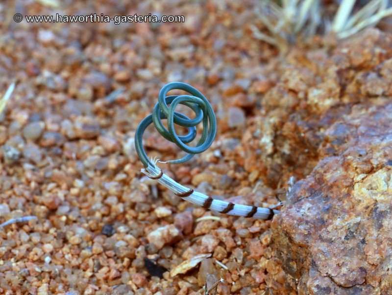 Albuca zebrina photo 7