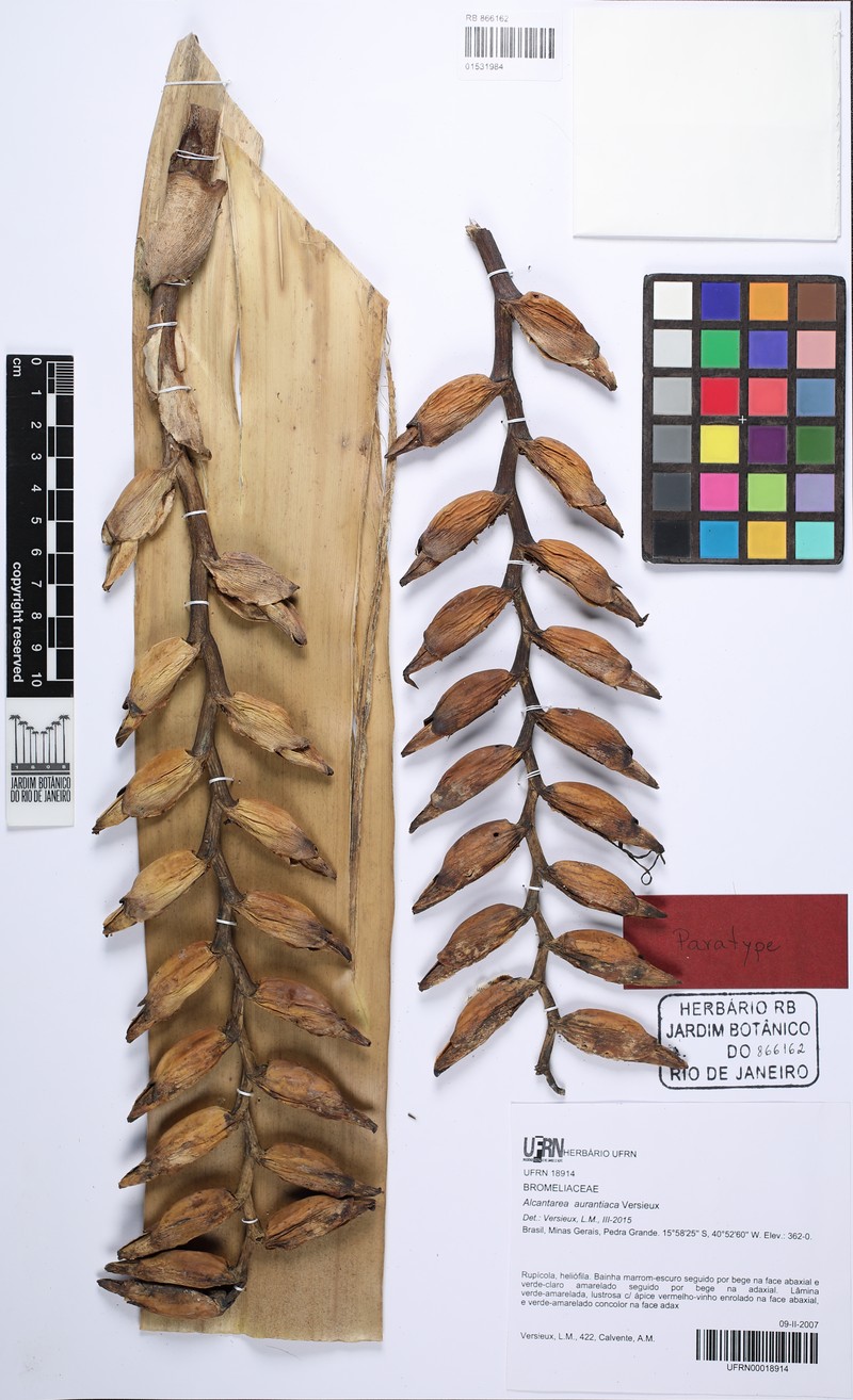 Alcantarea aurantiaca