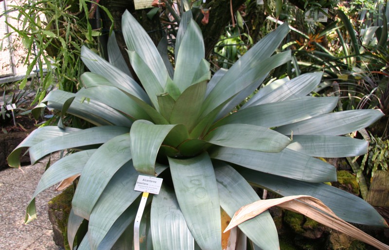 Alcantarea brasiliana