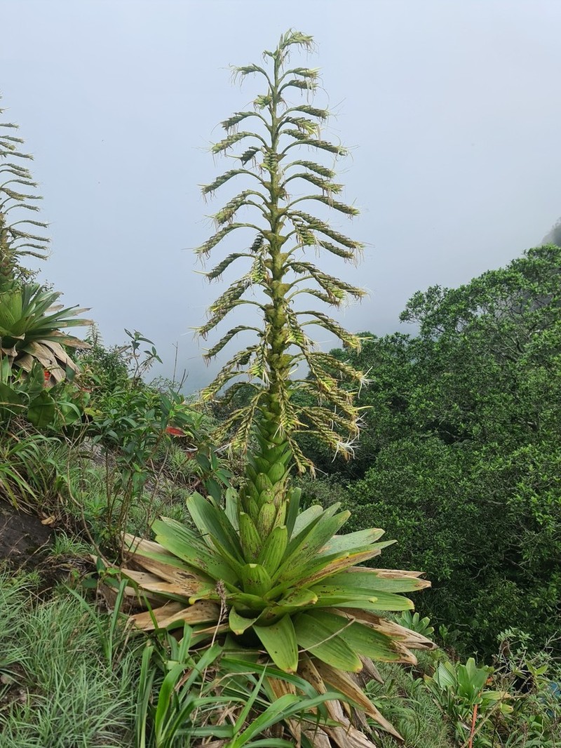 Alcantarea brasiliana photo 2