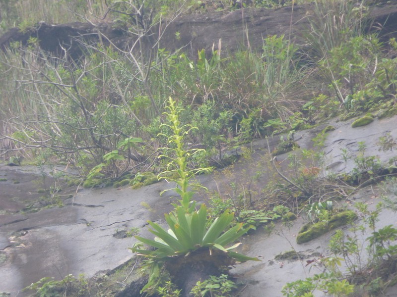 Alcantarea brasiliana photo 3