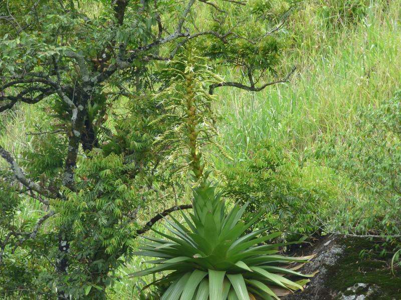 Alcantarea brasiliana photo 4