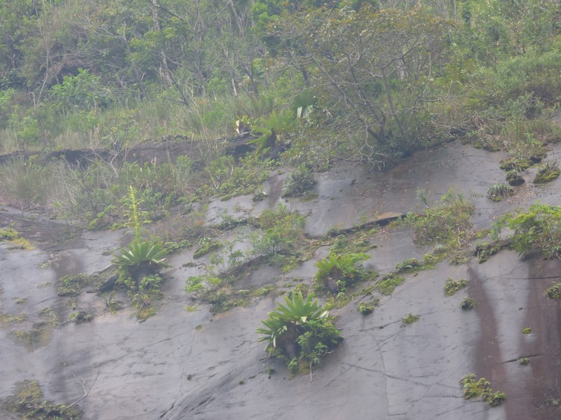 Alcantarea brasiliana photo 5