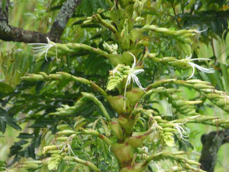 Alcantarea brasiliana photo 6