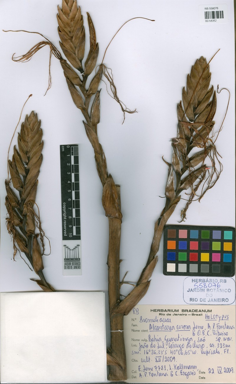 Alcantarea cerosa