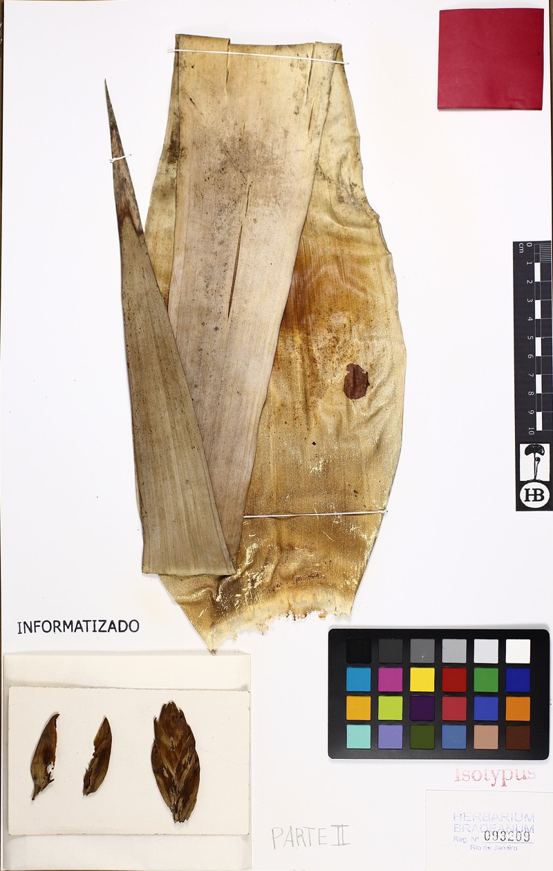 Alcantarea cerosa photo 5