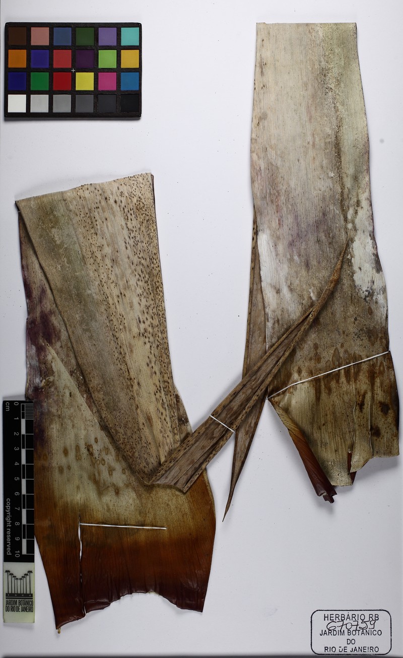 Alcantarea cerosa photo 6