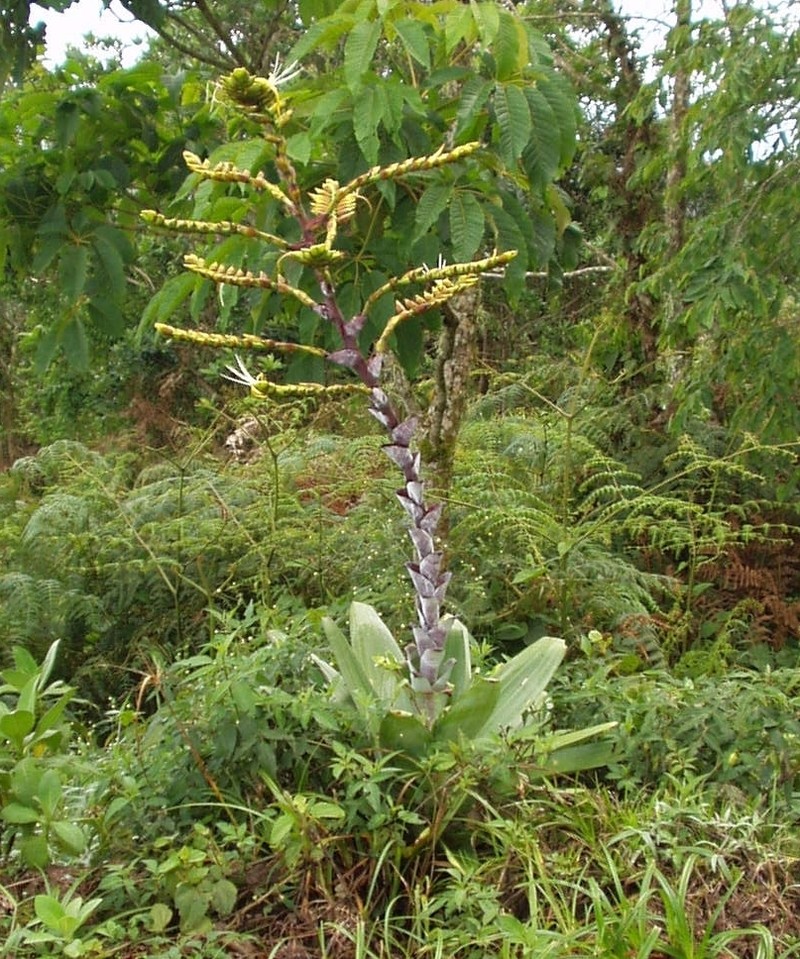 Alcantarea extensa photo 6