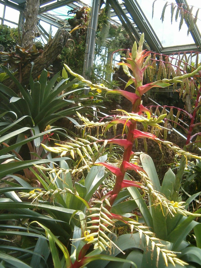 Alcantarea geniculata