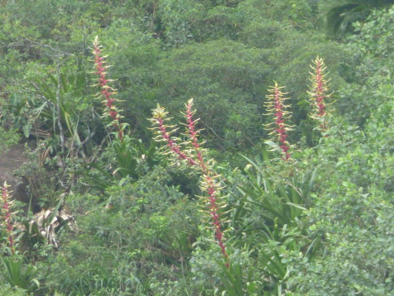 Alcantarea geniculata photo 2