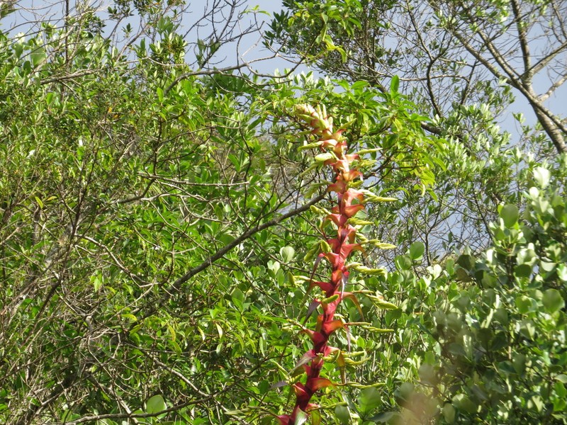 Alcantarea geniculata photo 4