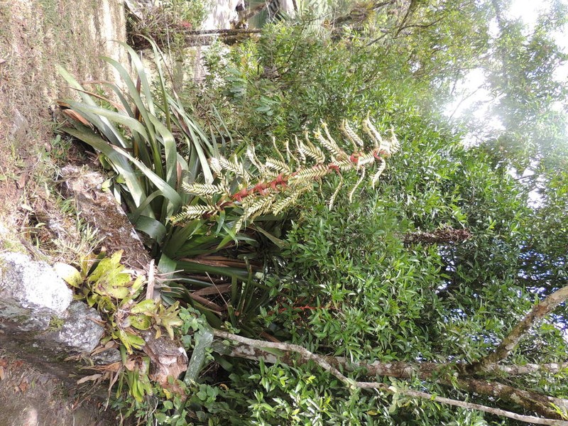 Alcantarea geniculata photo 7