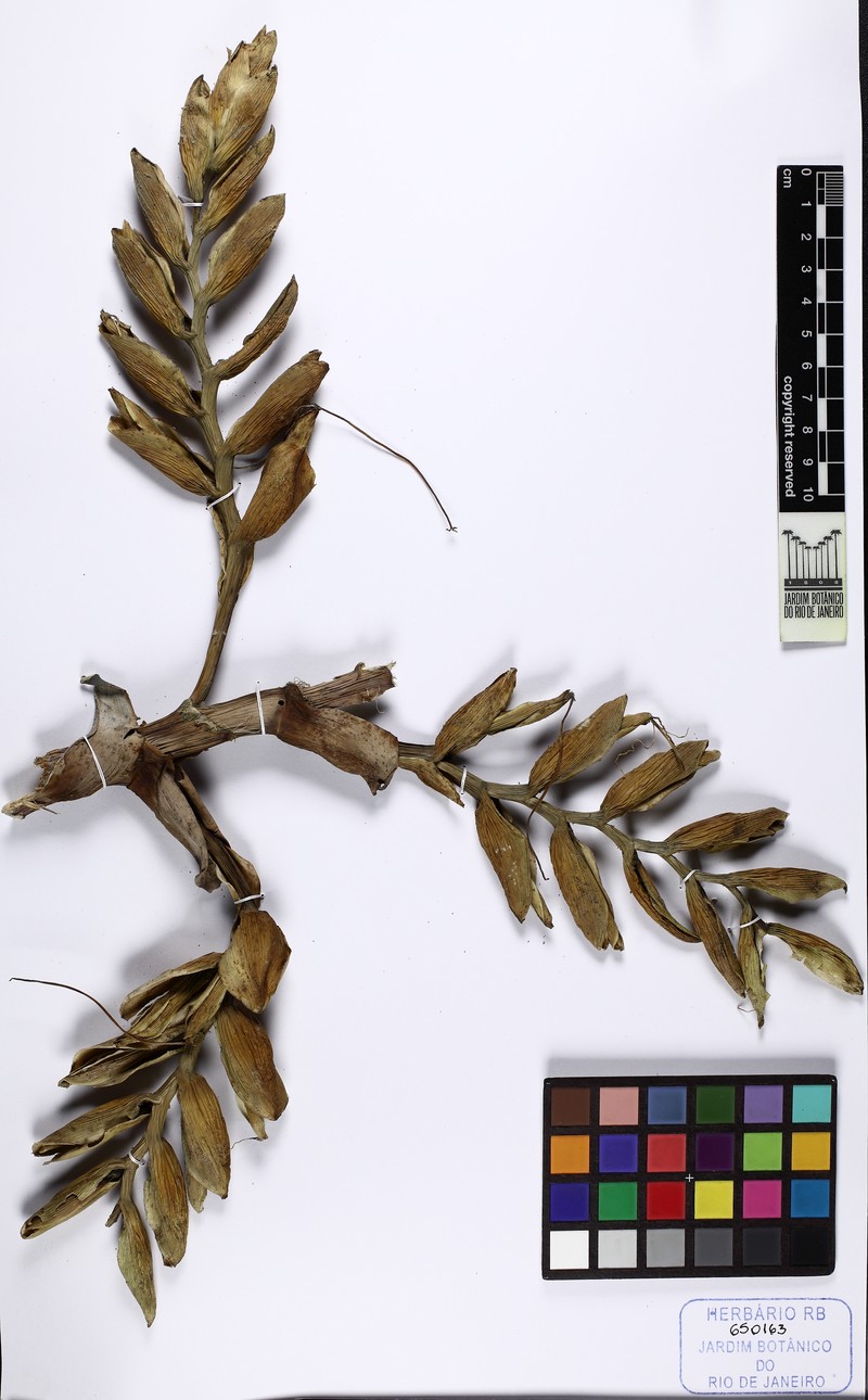 Alcantarea glaucifolia